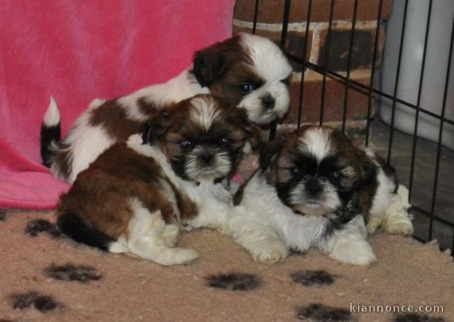 Chiots shih tzu disponibles tout de suite!