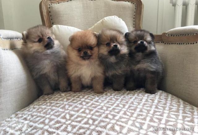 SPITZ POMERANIAN type NOUNOURS