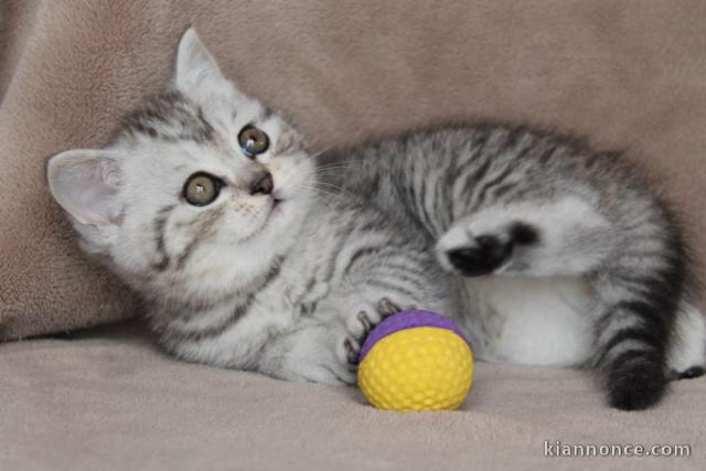 Chatons British shorthair à donner