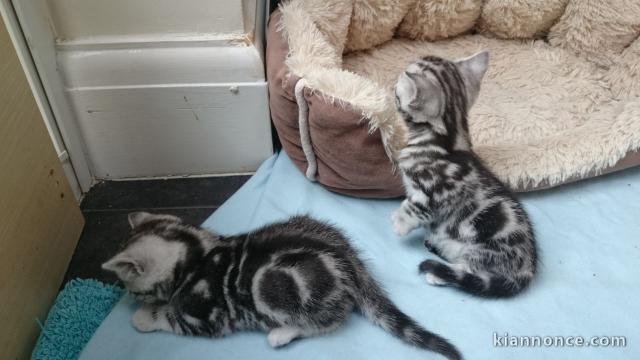 Chatons British shorthair à donner