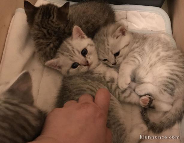 Chatons British shorthair à donner