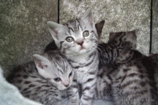 Chatons British shorthair à donner