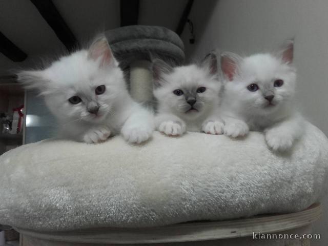 Magnifique Chatons Sacre de Birmanie à donner