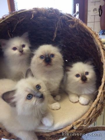 Magnifique Chatons Sacre de Birmanie à donner