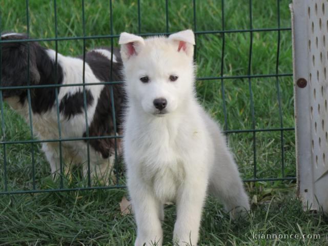 A donner Magnifique A DONNER chiot SIBERIAN HUSKY.