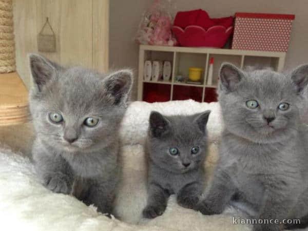 adorables chatons chartreux 