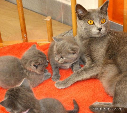 Jolis Chatons Chartreux 