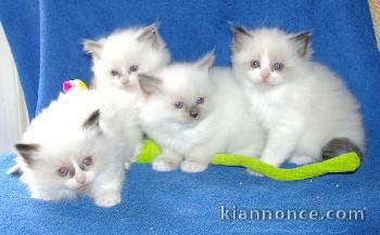 Magnifiques chatons  ragdoll