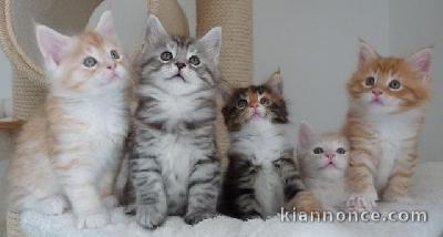 Superbes chatons maine coon