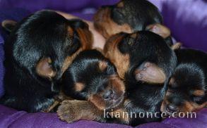 Superbes Chiots Yorkshire Terrier Pure Race