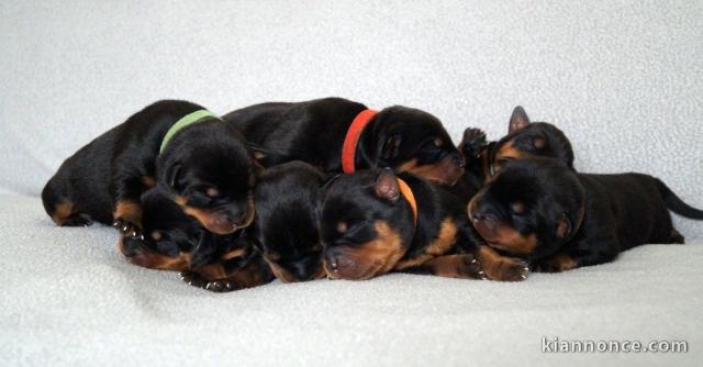 Magnifiques Chiots Rotweiller Pure Race