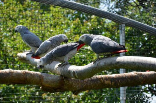 Jeunes Perroquets Gris du Gabon Eam Parleurs