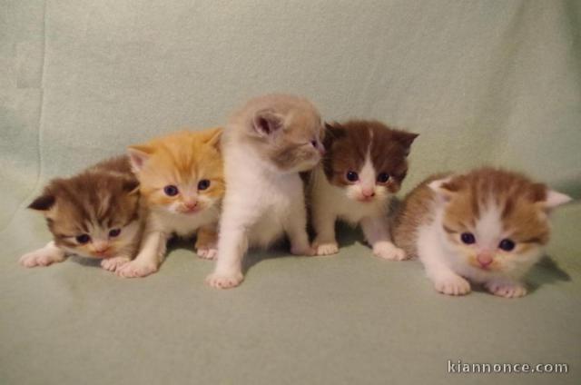 Superbes Chatons British Shorthair Pure Race