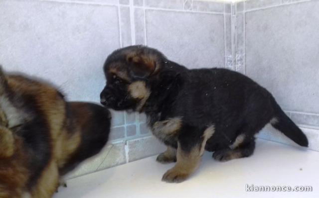 Magnifiques Chiots Berger Allemand Pure Race