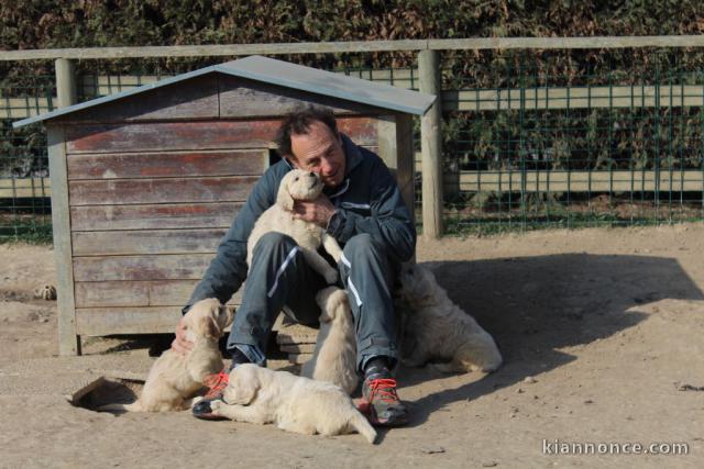 Magnifiques Chiots  Golden Retriever Pure Race