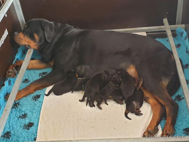 Superbes chiots Rottweiler