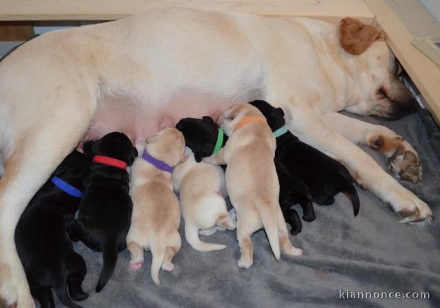 Chiots labradors inscrits au LOF