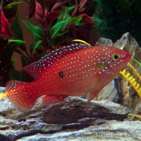 Poisson Cichlidé Hemicromis Lifalili