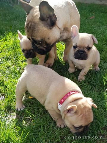  A DONNER Chiot Bouledogue Français