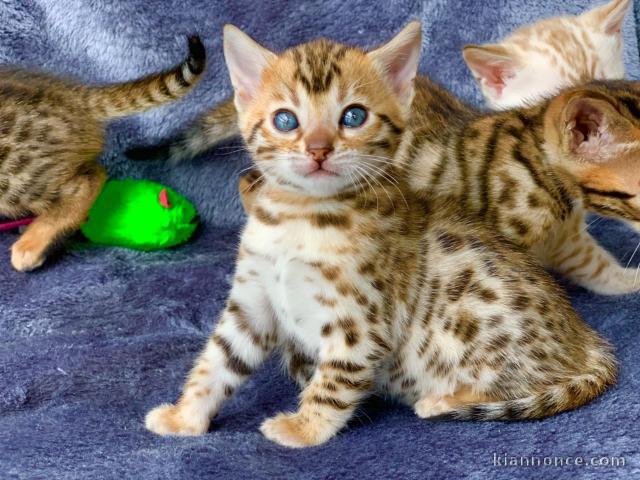 Magnifiques chatons bengal loof,