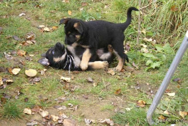 A DONNER: Chiots berger allemand lof à donner