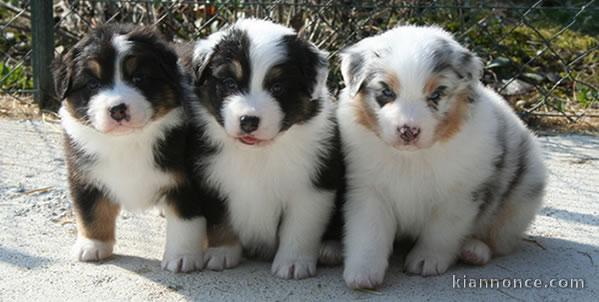 Magnifiques portée des chiots Berger Australien