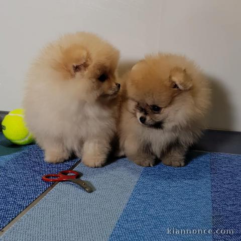  Adorables chiots Spitz nains 