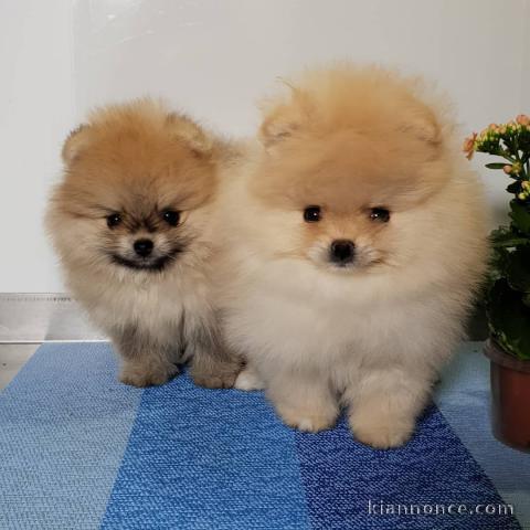  Adorables chiots Spitz nains 