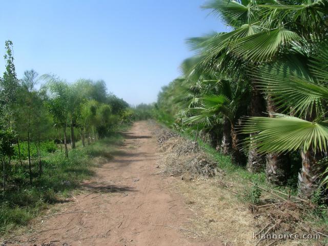 Terrain agricole titré 8 ha route de l\