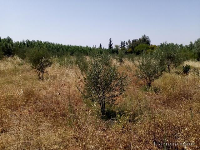 Terrain agricole titré de 3 ha route de l\