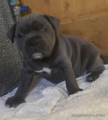 chiots staffordshire bull terrier a donner