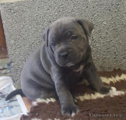 Chiots staffordshire bull terrier a donner