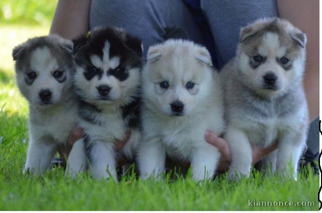 Magnifique chiot husky sibérien pour Don