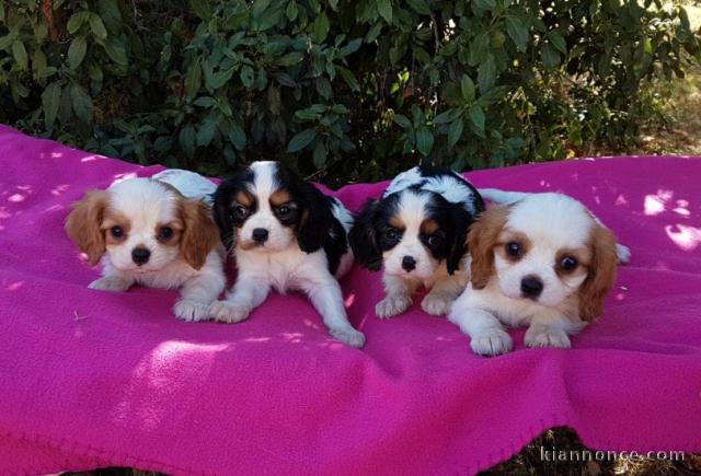 A Donner Magnifique Chiot Cavalier King Charles