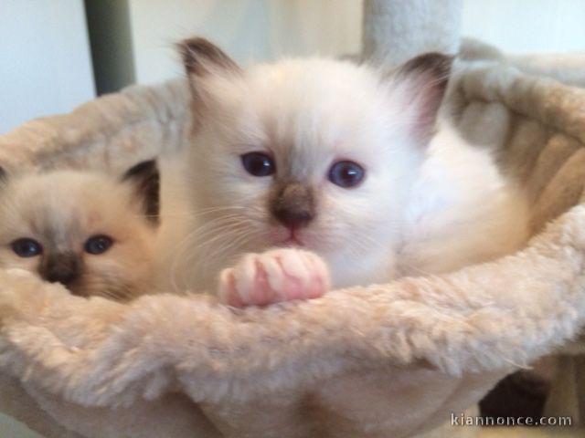 Chatons Sacré de Birmanie