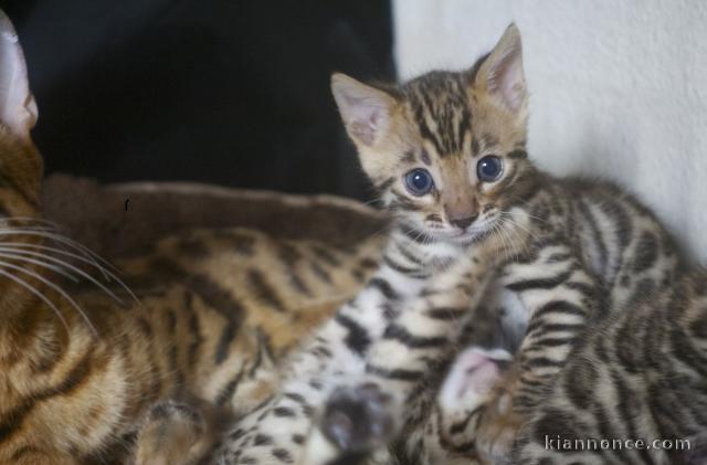 Chatons Bengale à donner