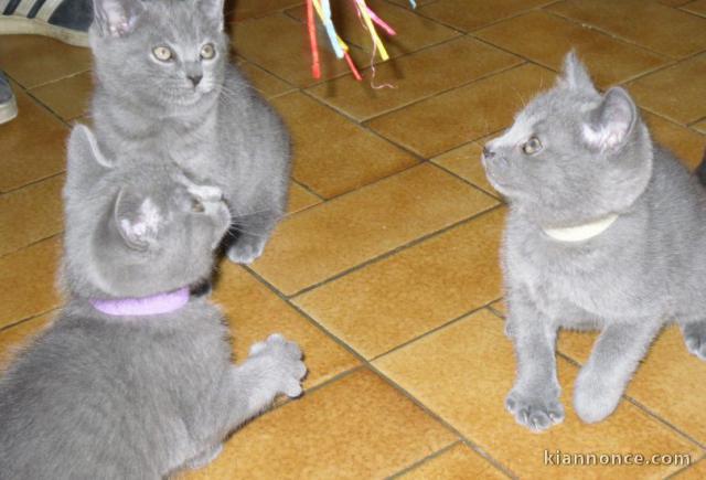 Adorable Chatons Chartreux à donner