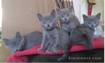 Adorable Chatons Chartreux à donner