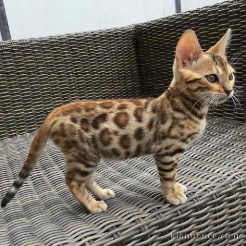 A Donner Chaton bengal