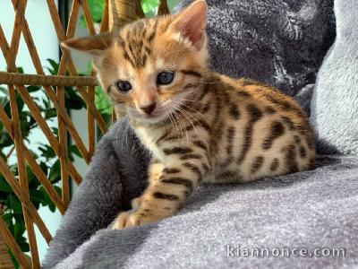 A Donner Chaton bengal