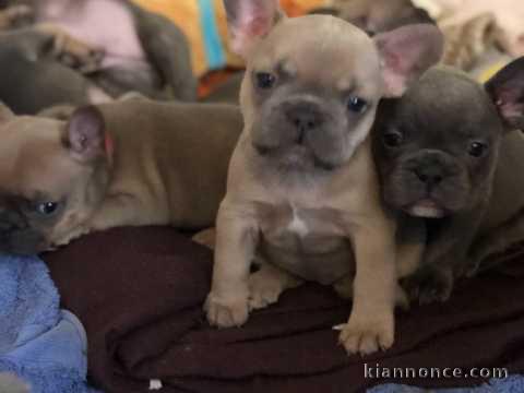 A donner 2 Petite boule bouledogue français femelle et Mâle