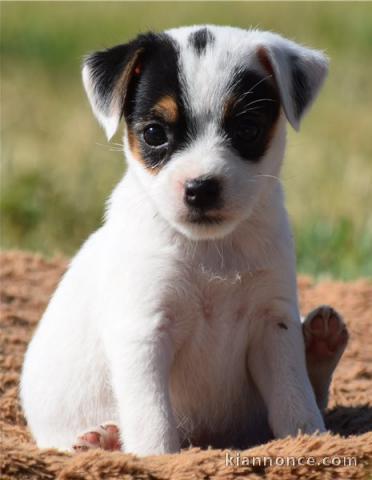 Magnifique chiot type jack russel