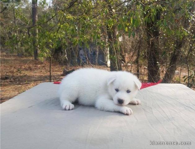 chiots Husky de siberien