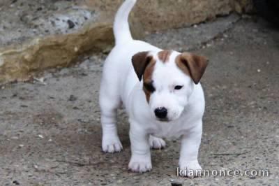  Supers Chiots jack Russell