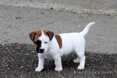 Supers Chiots jack Russell