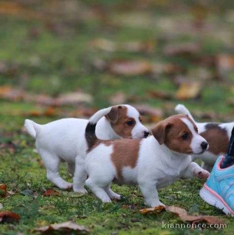 Supers Chiots jack Russell