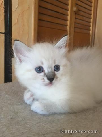 Je donne chatons ragdoll