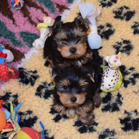 Adorables Chiots yorkshire terrier disponible pour adoption