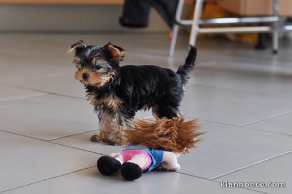 Chiots yorkshire terrier disponible pour adoption