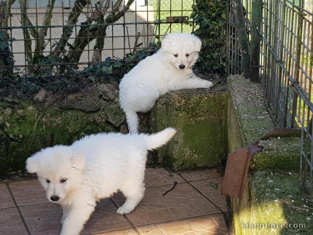 Chiots berger blanc suisse disponible de suite 